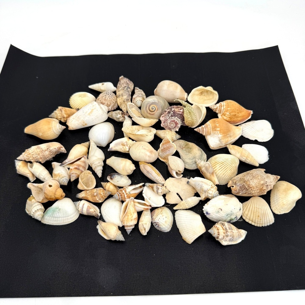 Sea Shells Lot Large White Tan‎ Good Natural Coastal Decor Crafting
